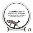 One Fast Cat Exercise Wheel - Gen 7 - 48 inches - Black