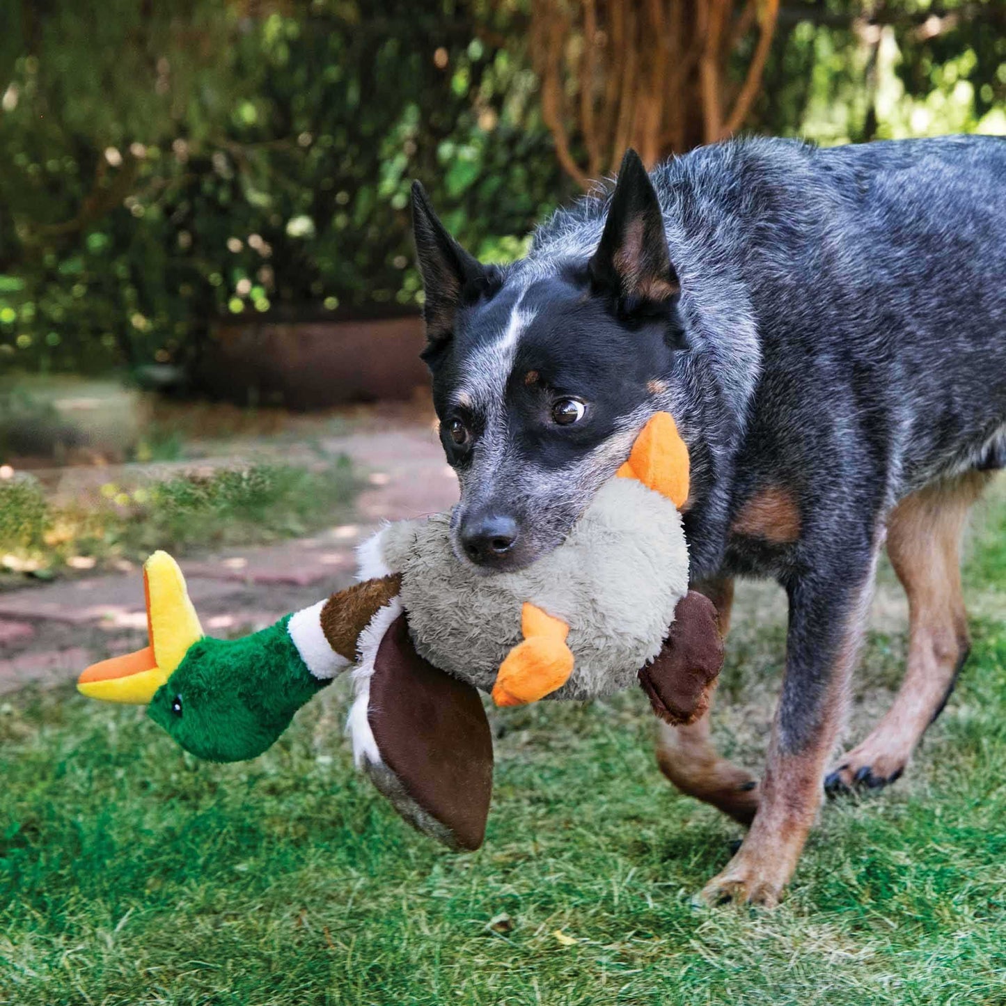 KONG Shakers Honkers Duck Dog Toy - Large