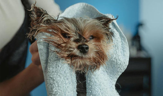 How often should I bathe my dog?