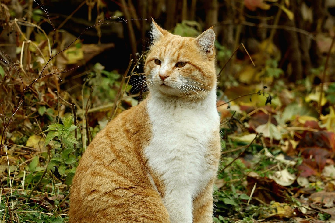 What should I watch out for with my cat in autumn?