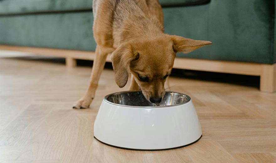 How To Choose The Correct Dog Bowl