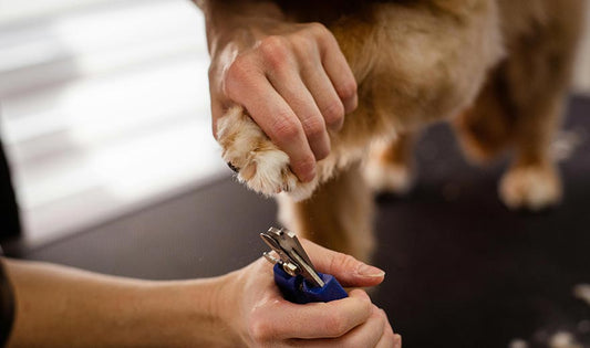 How do I cut my dogs nails?