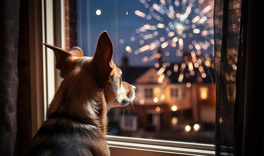 Help Your Pet Cope With Fireworks