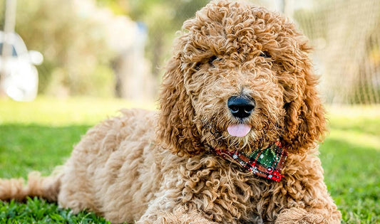 What are the different types of dog fur coats?