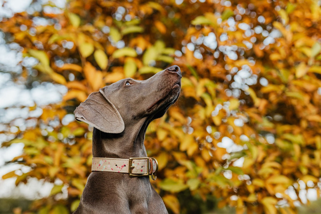 What should I watch out for on autumn dog walks?