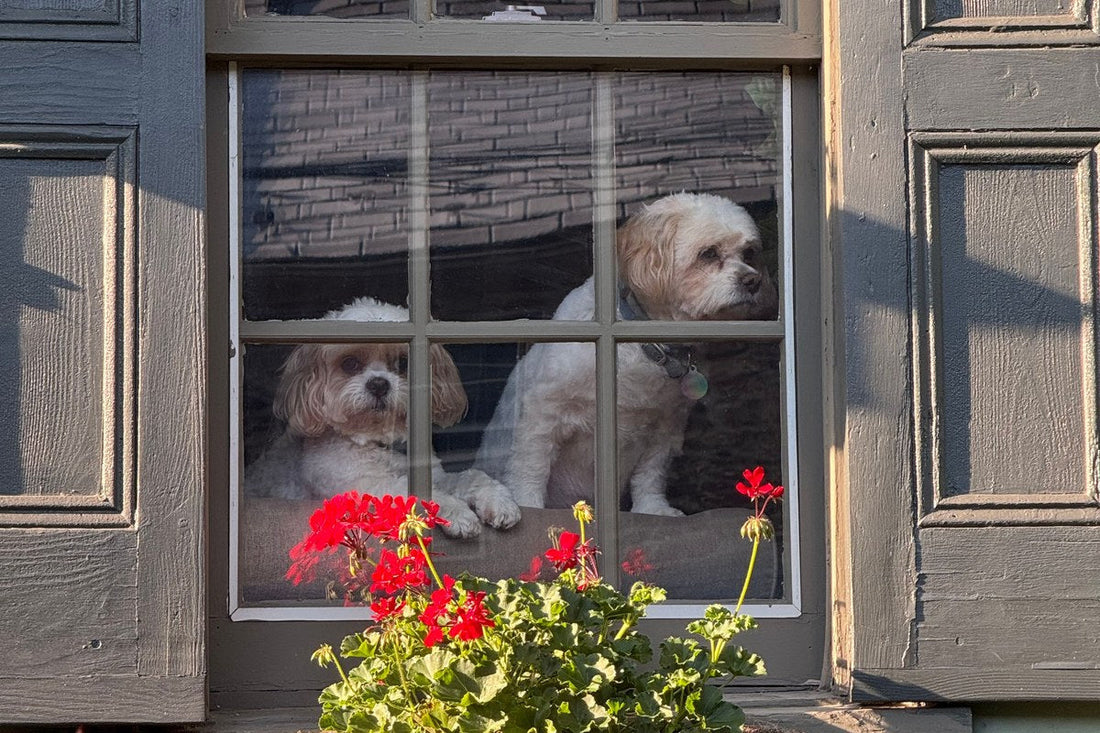 How do I help my dog settle when the kids go back to school?