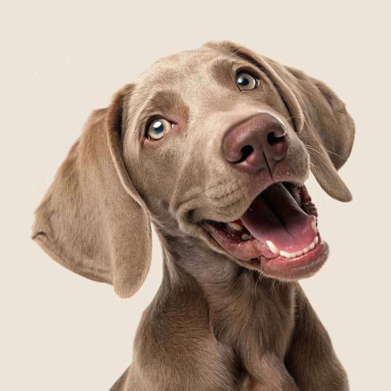 Dog Sale