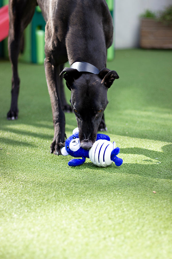Battersea Rubber Belly Bear Dog Toy