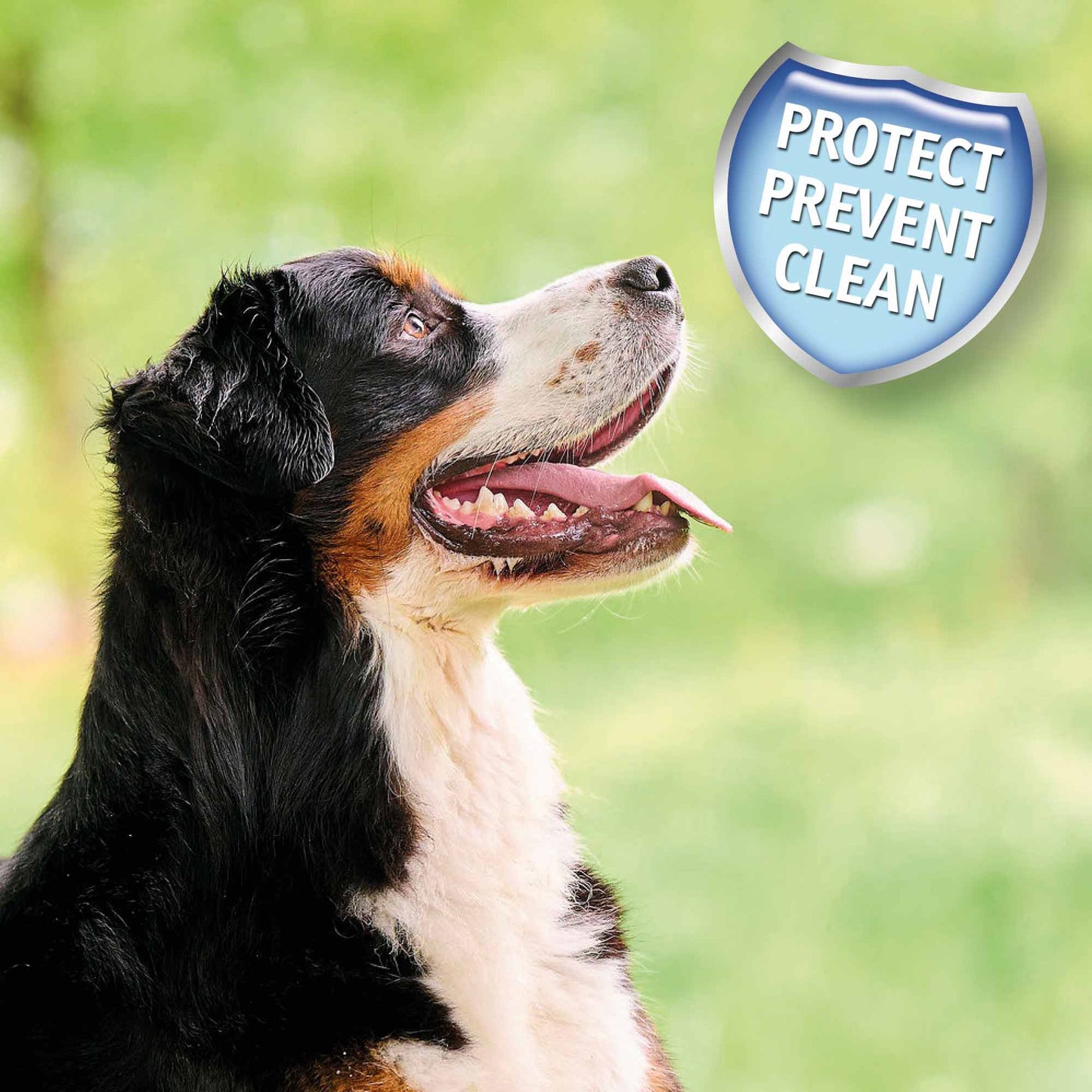 Beaphar Anti-Plaque Dental Powder for Dogs & Cats - 75g