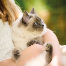 Beaphar Calming Valerian Spot On for Cats
