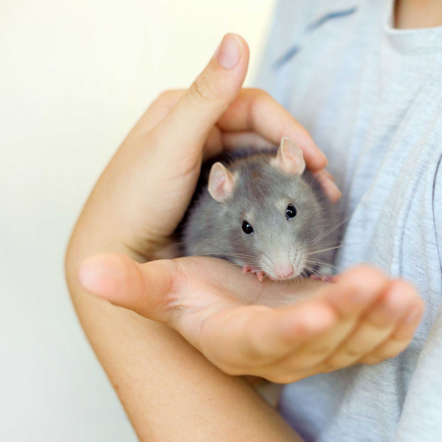 Beaphar Anti-Parasite Spot On for Rabbits, Guinea pigs, Ferrets and Rats