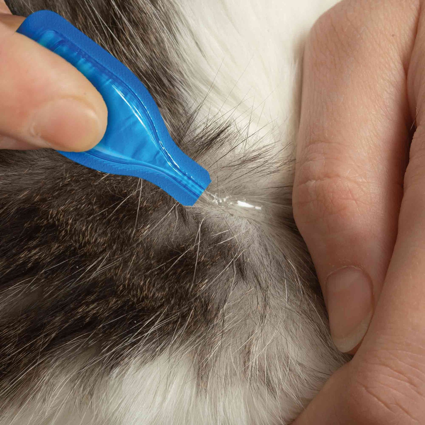 Beaphar FIPROtec Flea & Tick Spot On for Cats - 4 pack