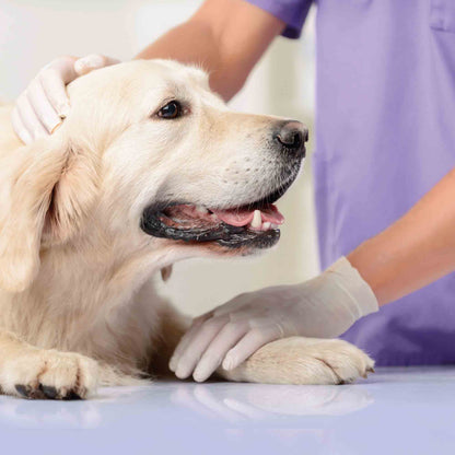 Beaphar CaniComfort Calming Spray for Dogs - 30ml