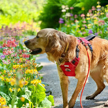 Viva Exercise & Travel Dog Harness - Black