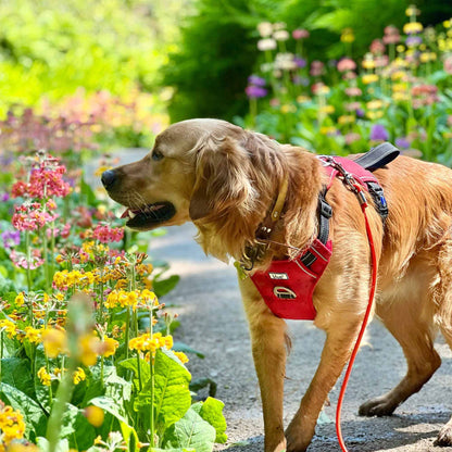 Viva Exercise & Travel Dog Harness - Black