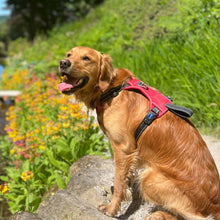 Viva Exercise & Travel Dog Harness - Black