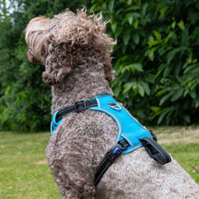 Viva Exercise & Travel Dog Harness - Blue