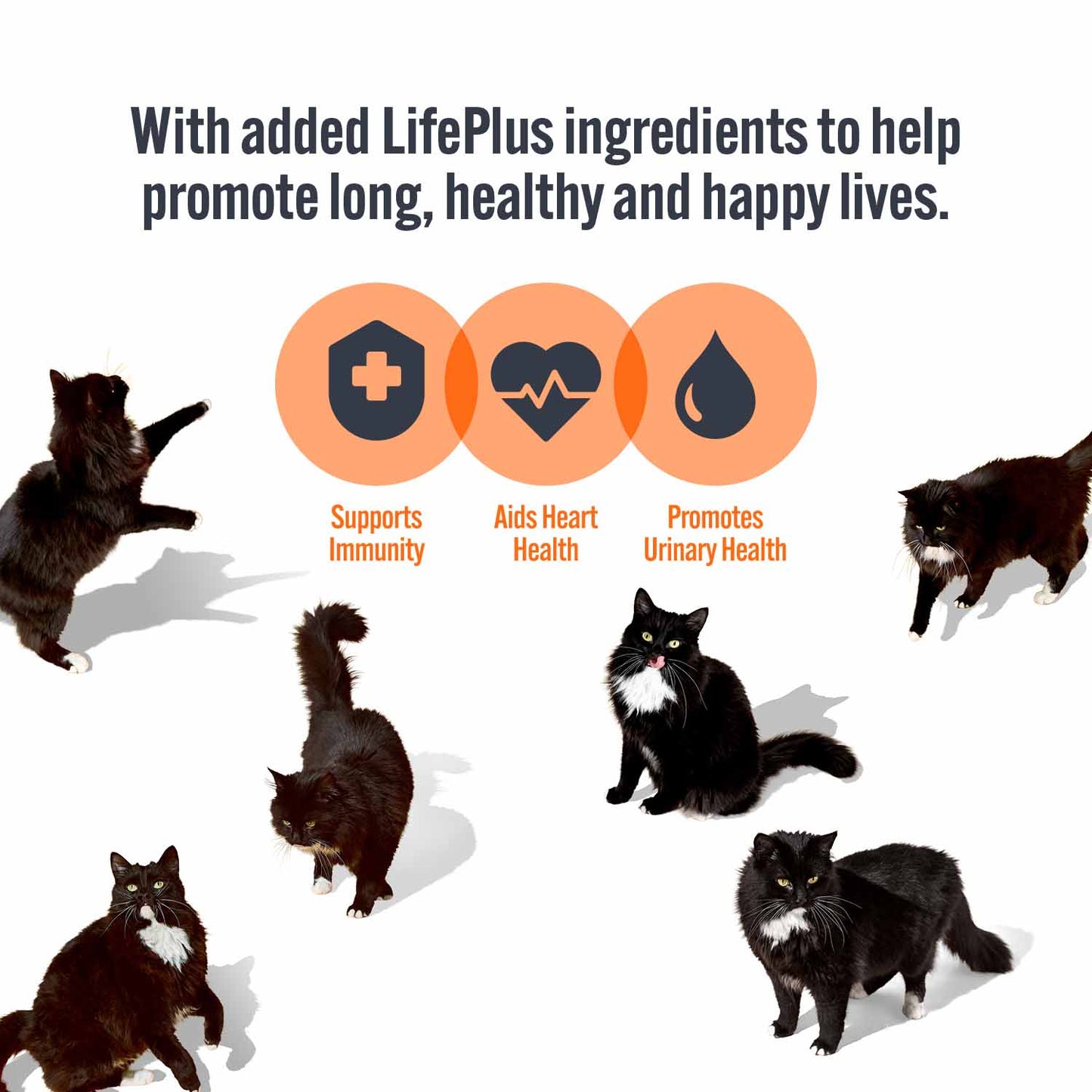 HiLife Adult Wet Cat Food - Chicken Pate Recipes - 32x70g Pouches