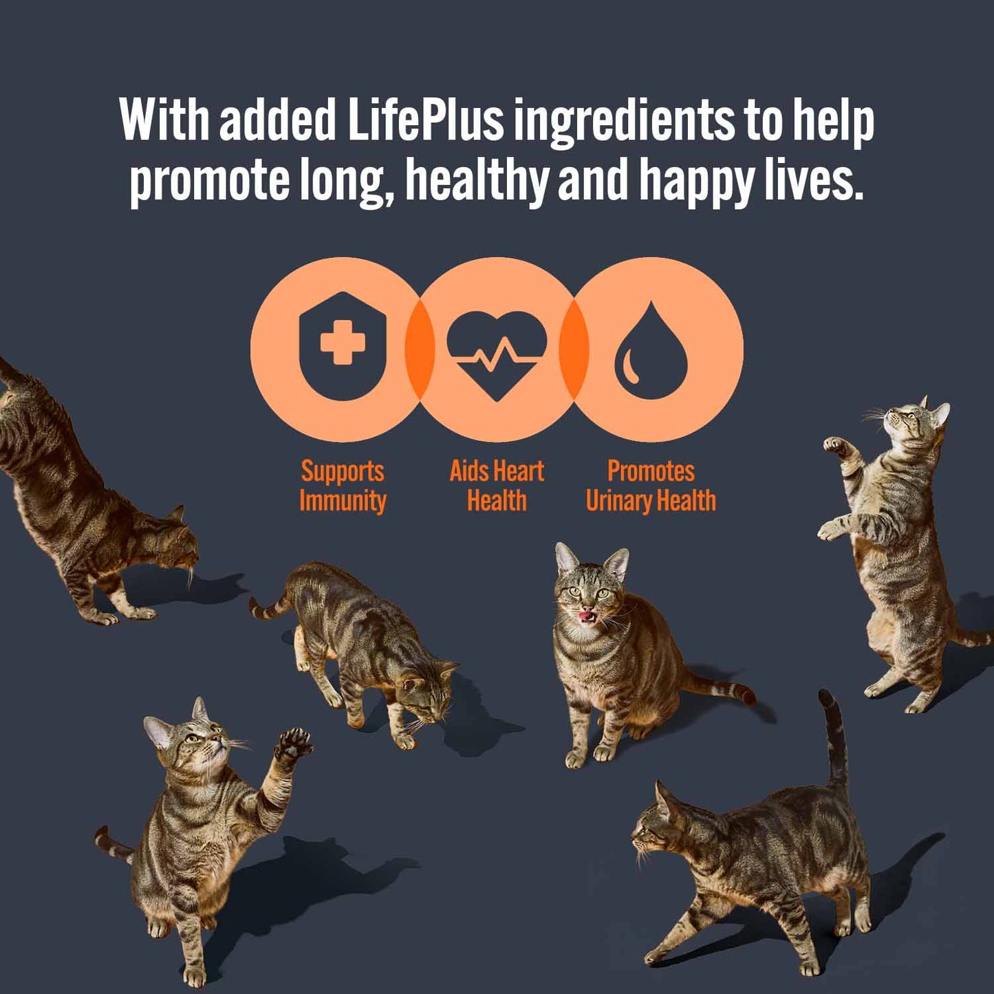 HiLife Adult Wet Cat Food in Jelly - Ocean Fish Recipes - 32x70g Pouches