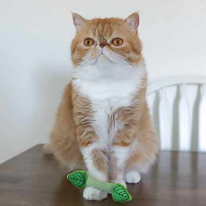 Nina Ottosson Catstages Fresh Breath Mint Stick Cat Toy
