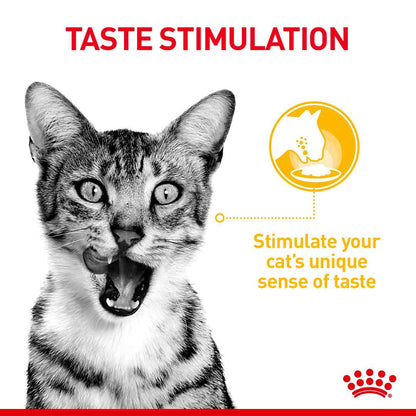 Royal Canin Feline Health Nutrition Sensory Smell in Jelly Wet Cat Food - 12x85g Pouches