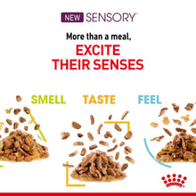 Royal Canin Feline Health Nutrition Sensory Feel in Jelly Wet Cat Food - 12x85g Pouches