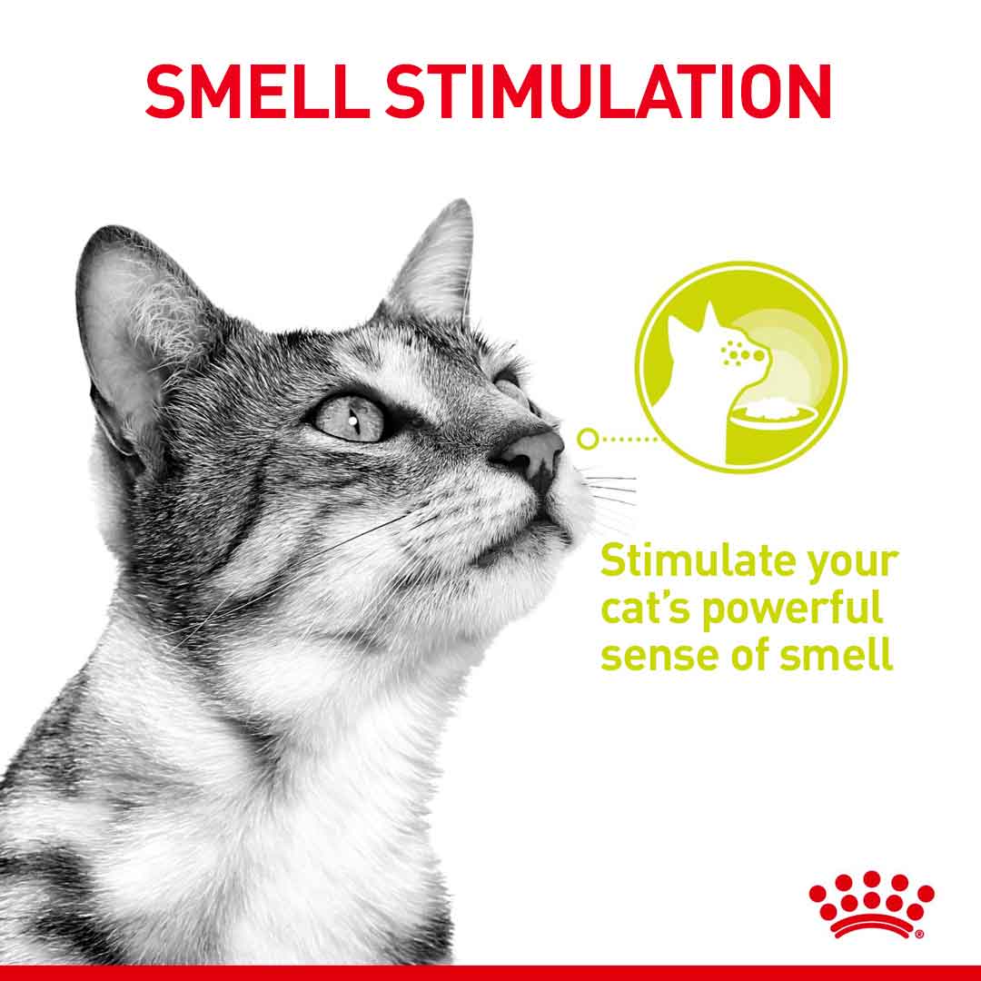 Royal Canin Feline Health Nutrition Sensory Variety Pack in Gravy Wet Cat Food - 12x85g Pouches