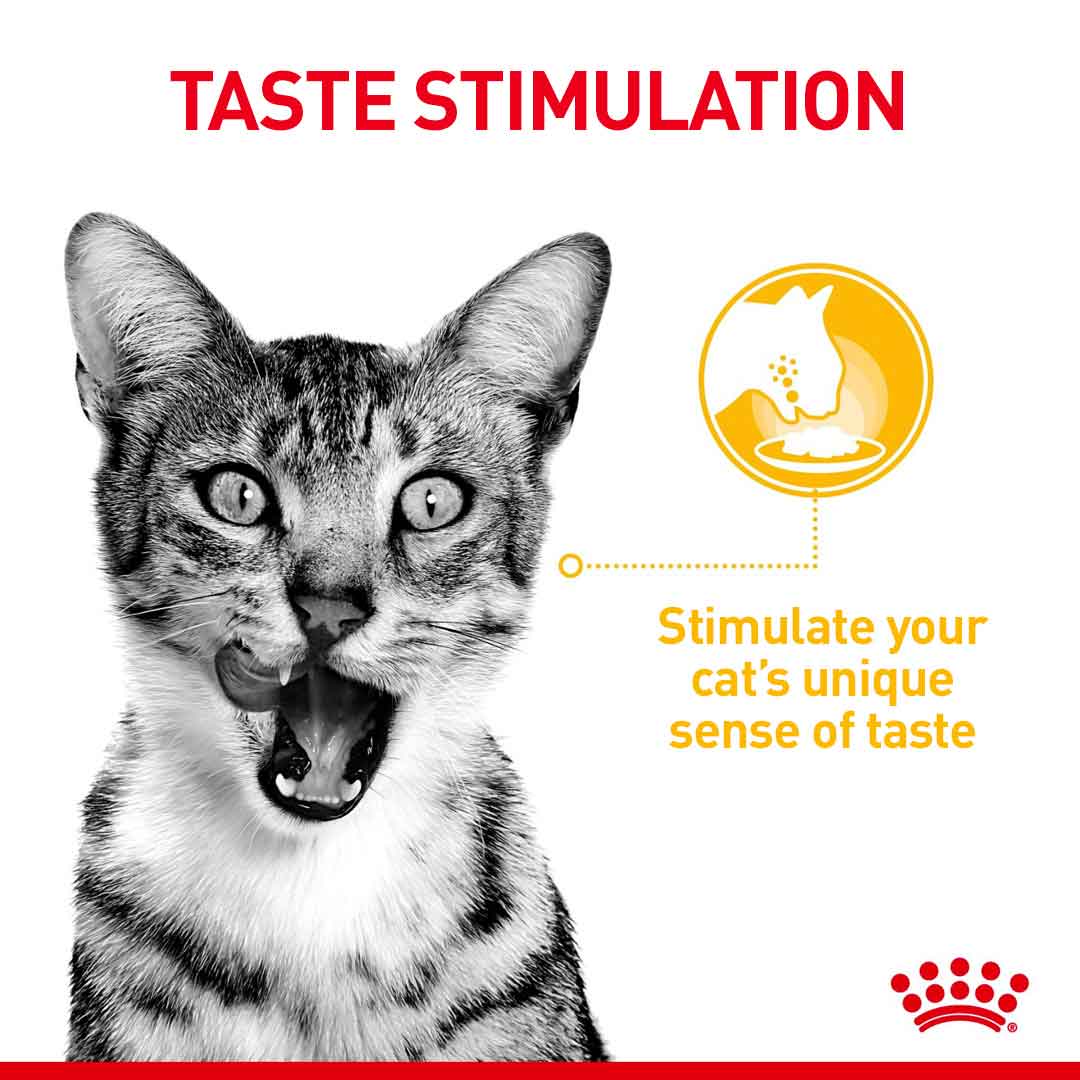 Royal Canin Feline Health Nutrition Sensory Variety Pack in Gravy Wet Cat Food - 12x85g Pouches