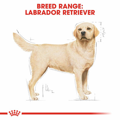 Royal Canin Breed Health Nutrition Labrador Retriever Adult Dry Dog Food