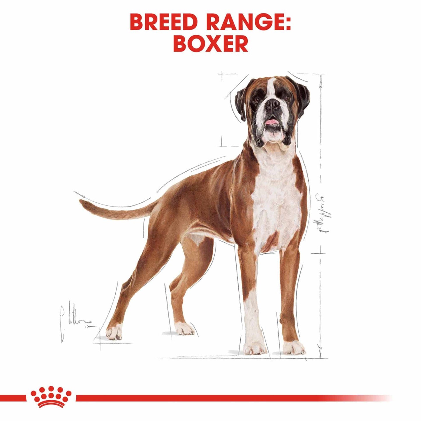 Royal Canin Breed Health Nutrition Boxer Adult Dry Dog Food