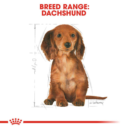Royal Canin Breed Health Nutrition Dachshund Puppy Dry Dog Food