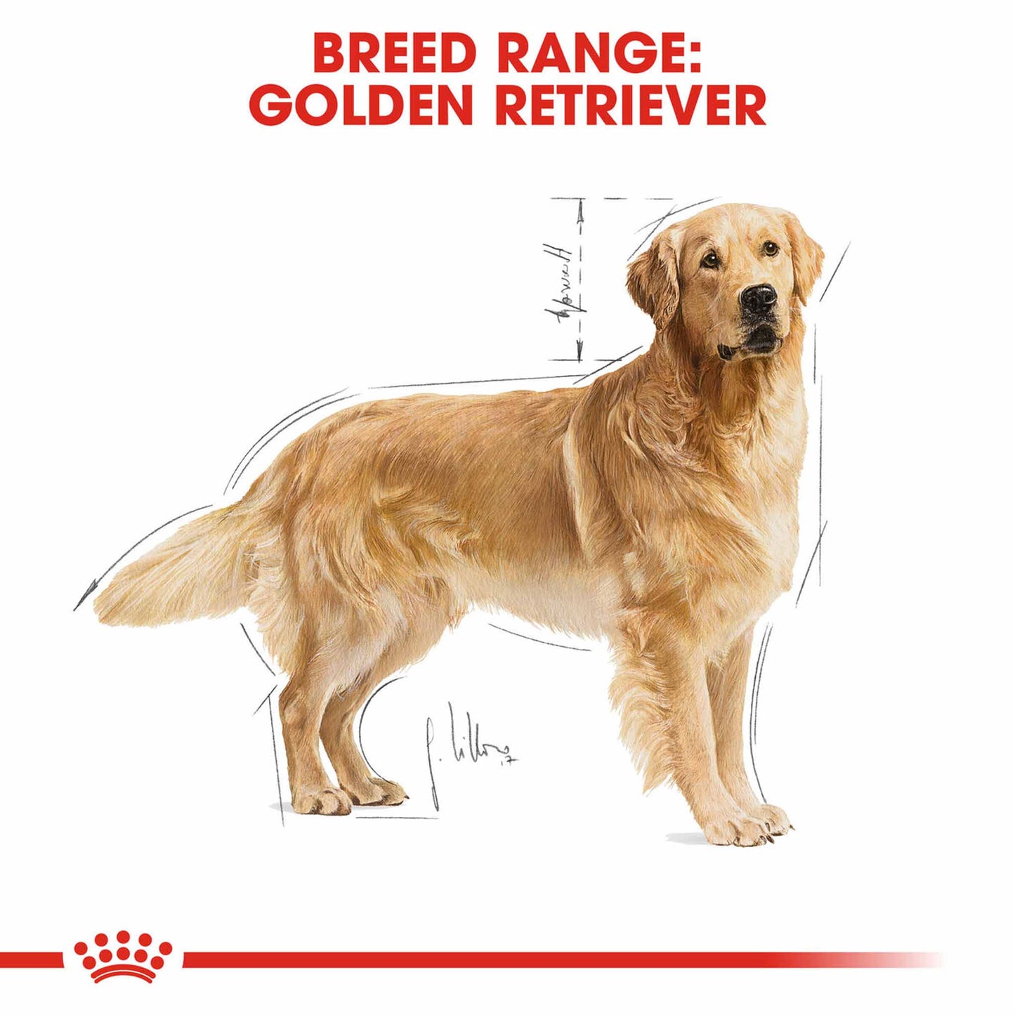 Royal Canin Breed Health Nutrition Golden Retriever Adult Dry Dog Food