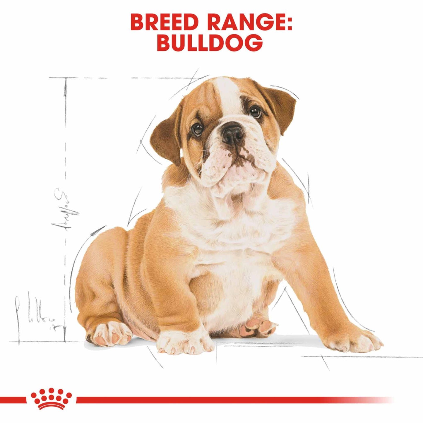 Royal Canin Breed Health Nutrition Bulldog Puppy Dry Dog Food