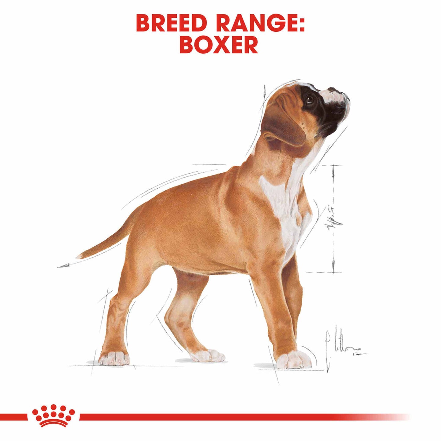 Royal Canin Breed Health Nutrition Boxer Puppy Dry Dog Food