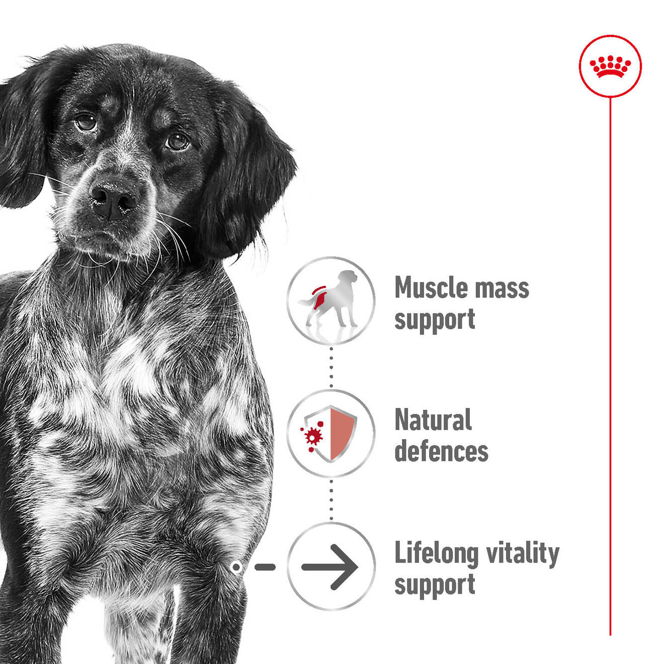 Royal Canin Size Health Nutrition Medium Ageing 10+ Mature Dry Dog Food