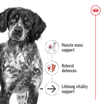 Royal Canin Size Health Nutrition Medium Ageing 10+ Mature Dry Dog Food