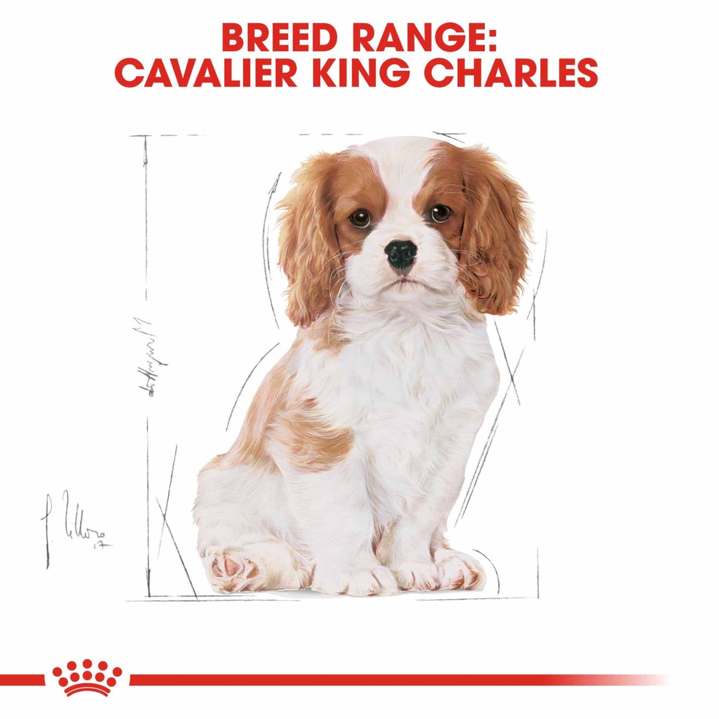 Royal Canin Breed Health Nutrition Cavalier King Charles Puppy Dry Dog Food