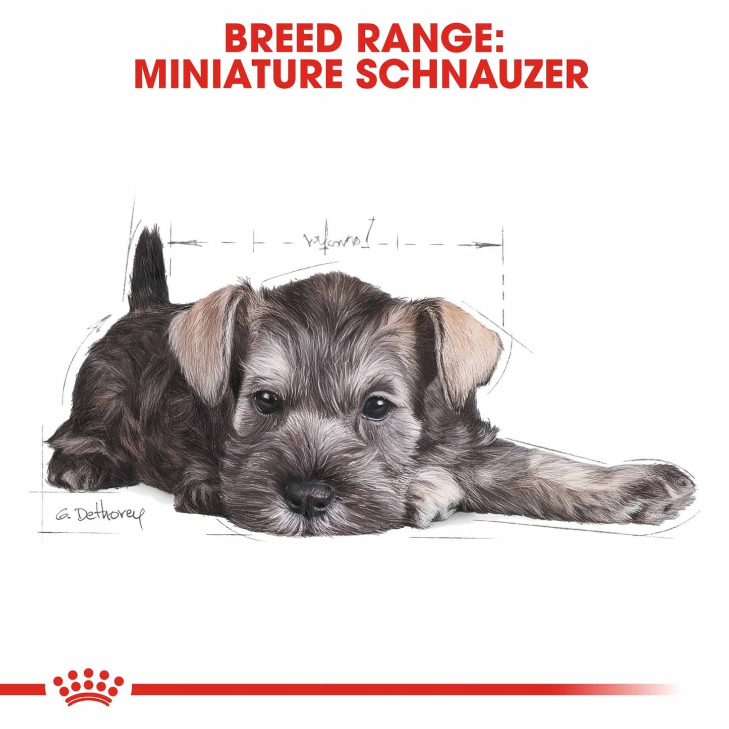 Royal Canin Breed Health Nutrition Miniature Schnauzer Puppy Dry Dog Food