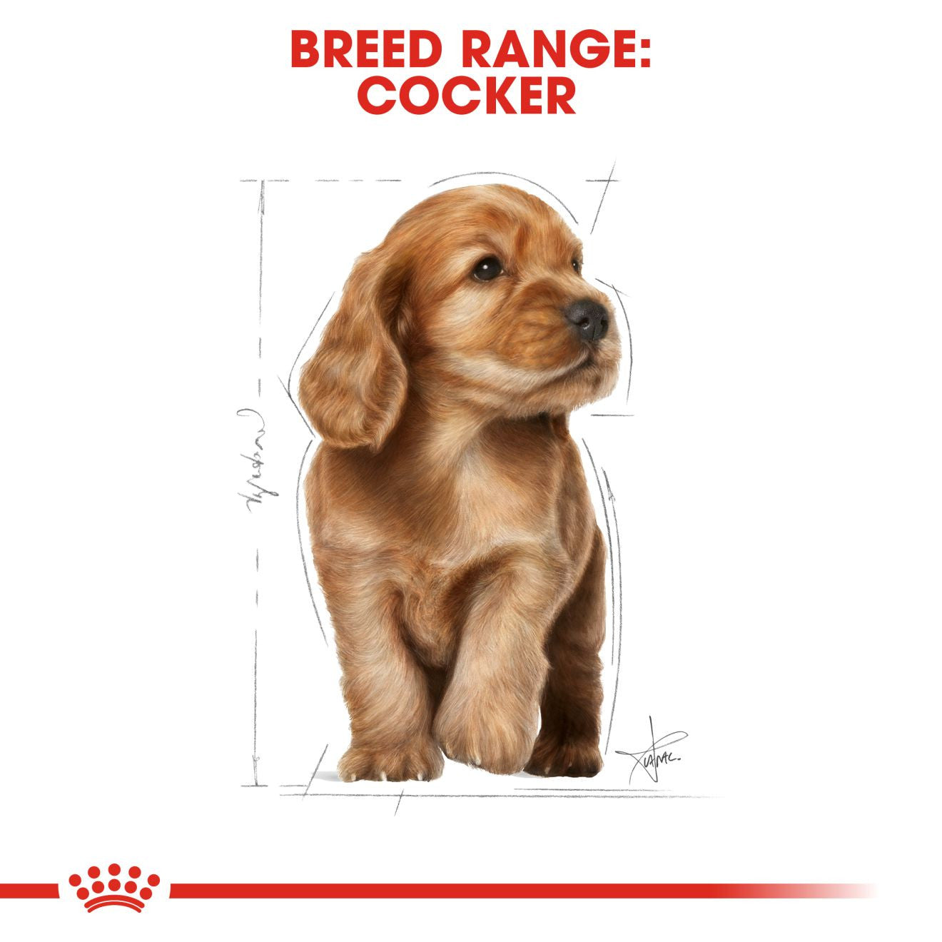 Royal Canin Breed Health Nutrition Cocker Puppy Dry Dog Food