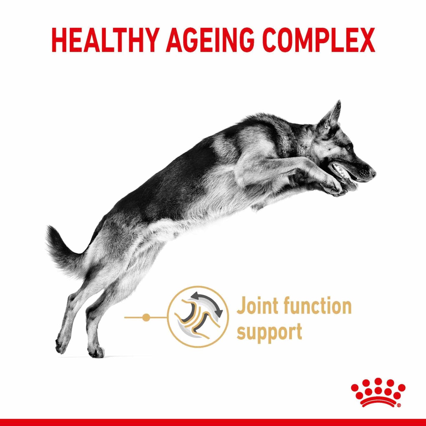 Royal Canin Breed Health Nutrition German Shepherd Adult 5+ Adult Dry Dog Food