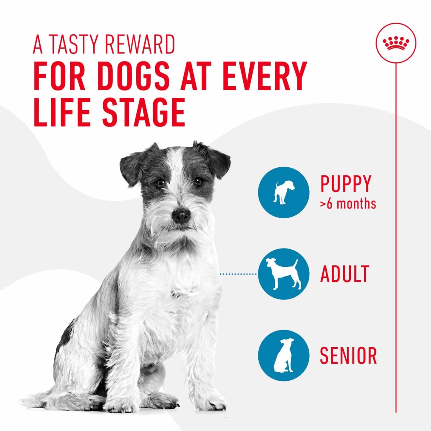 Royal Canin Dog Treats for Training - 110g
