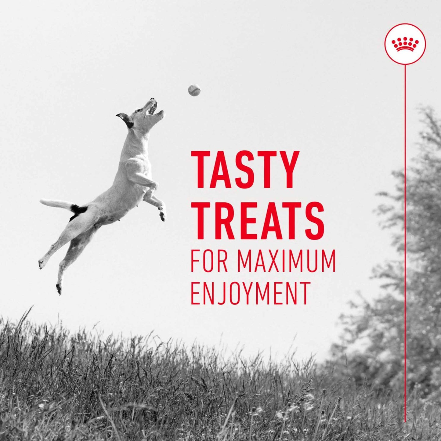 Royal Canin Dog Treats for Training - 110g
