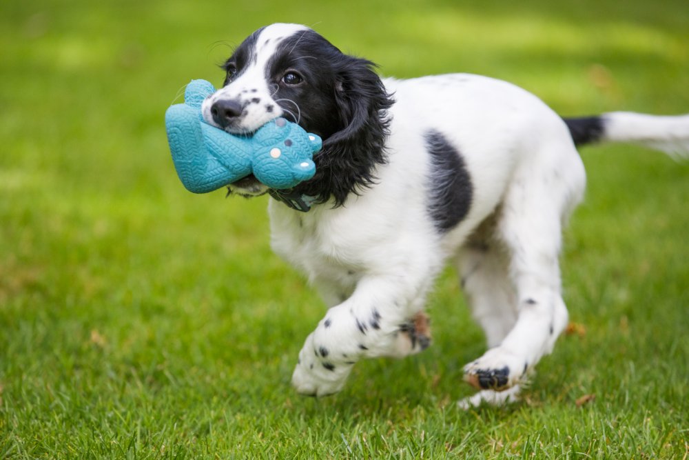 Little Petface Dog Toy - Ted The Latex Bear