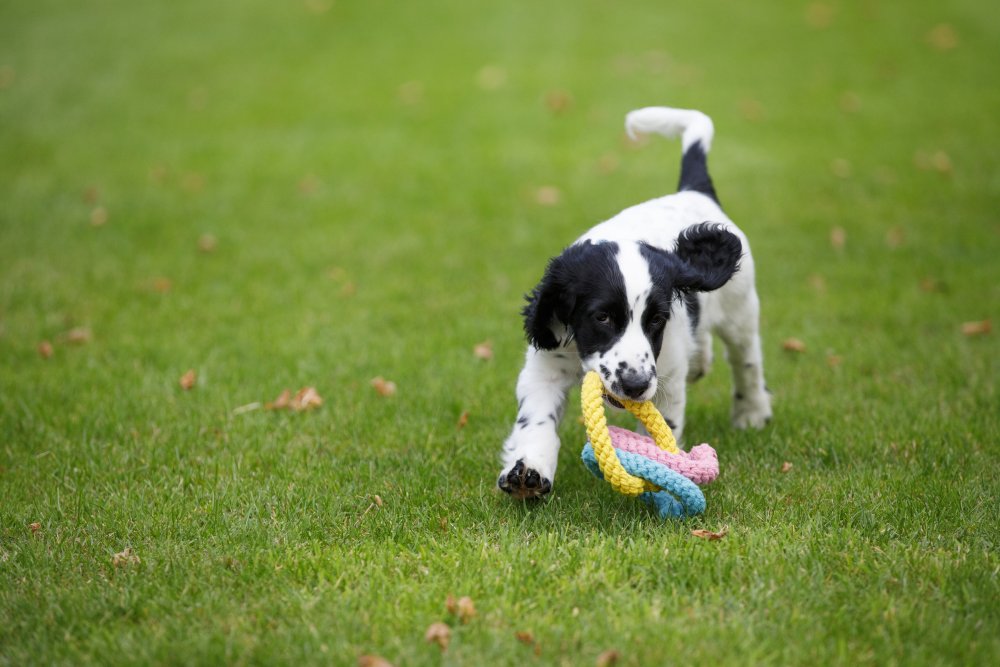 Little Petface Dog Toy - Rope Hearts