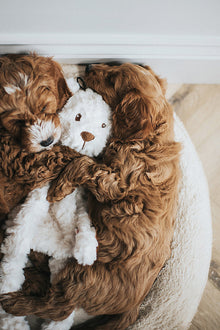 Rosewood My Dog Bear Dog Toy