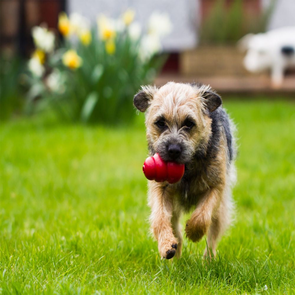 KONG Classic Dog Toy