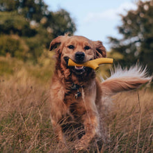 Beco Super Stick Dog Toy - Yellow