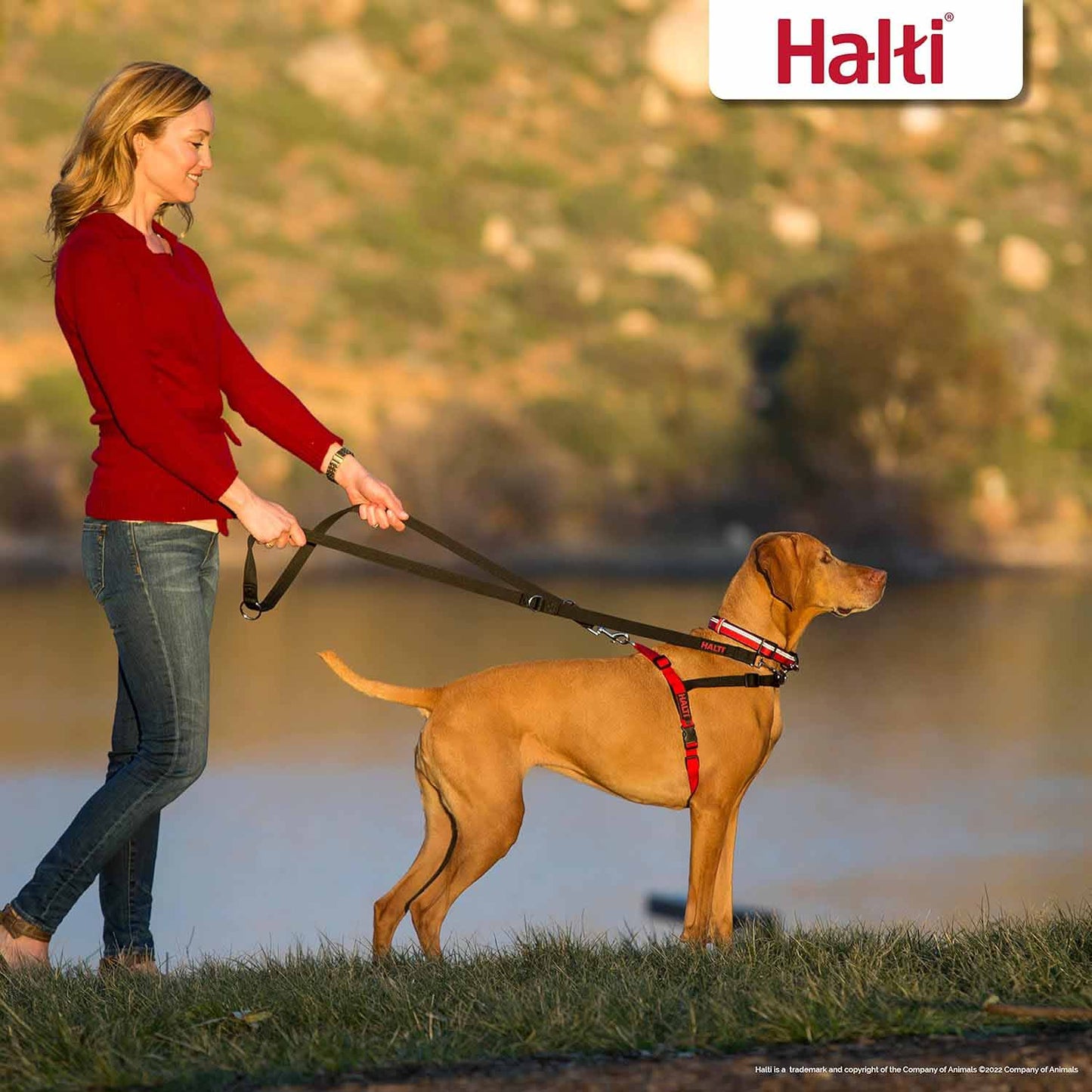 Halti Front Control Harness - Small 36-64cm