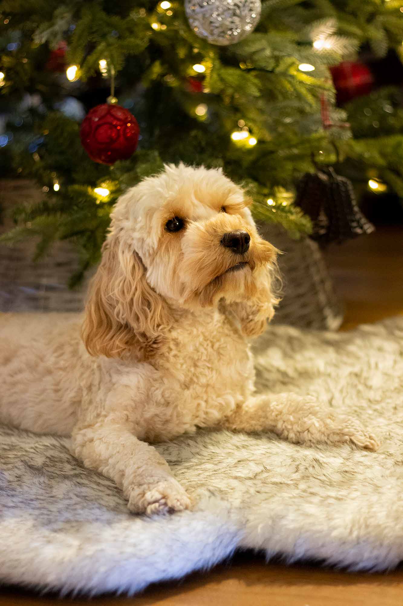 Rosewood Faux Fur Orthopaedic Rug Dog Bed