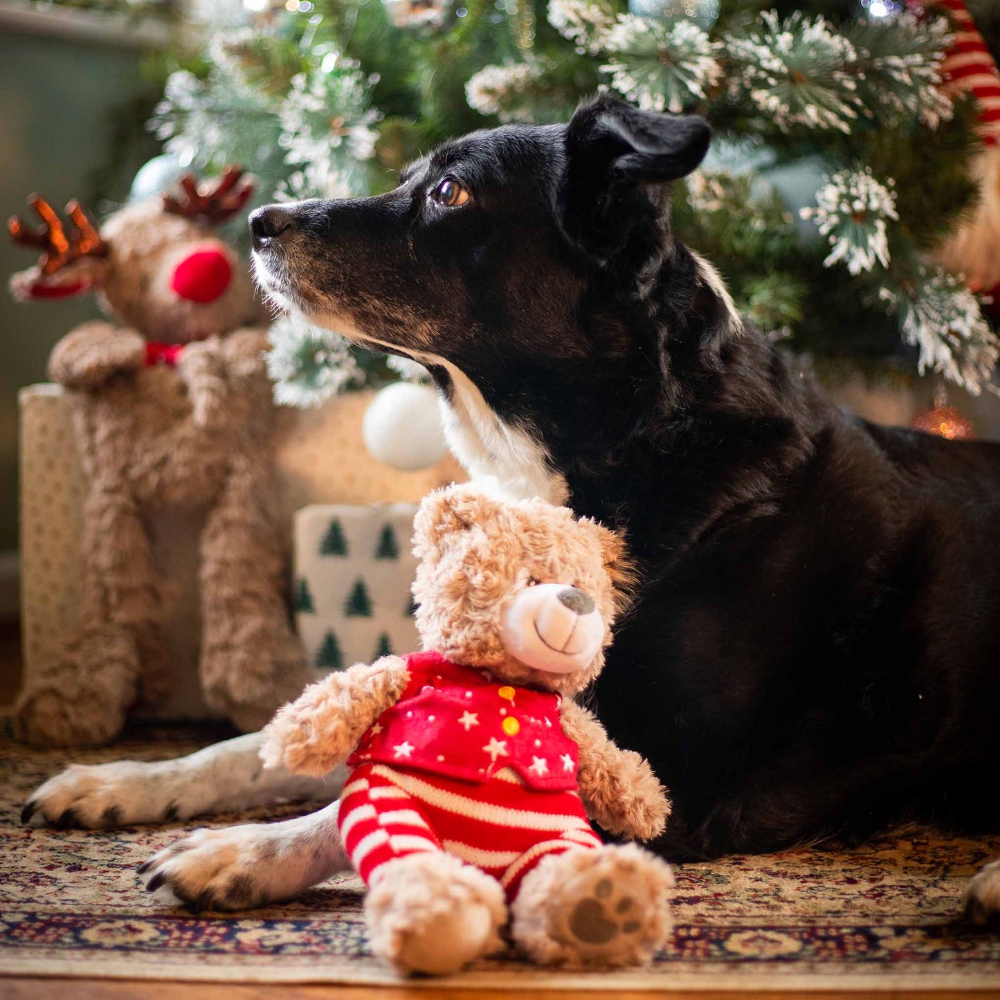 Rosewood Cupid & Comet Buddy Bear Christmas Plush Dog Toy